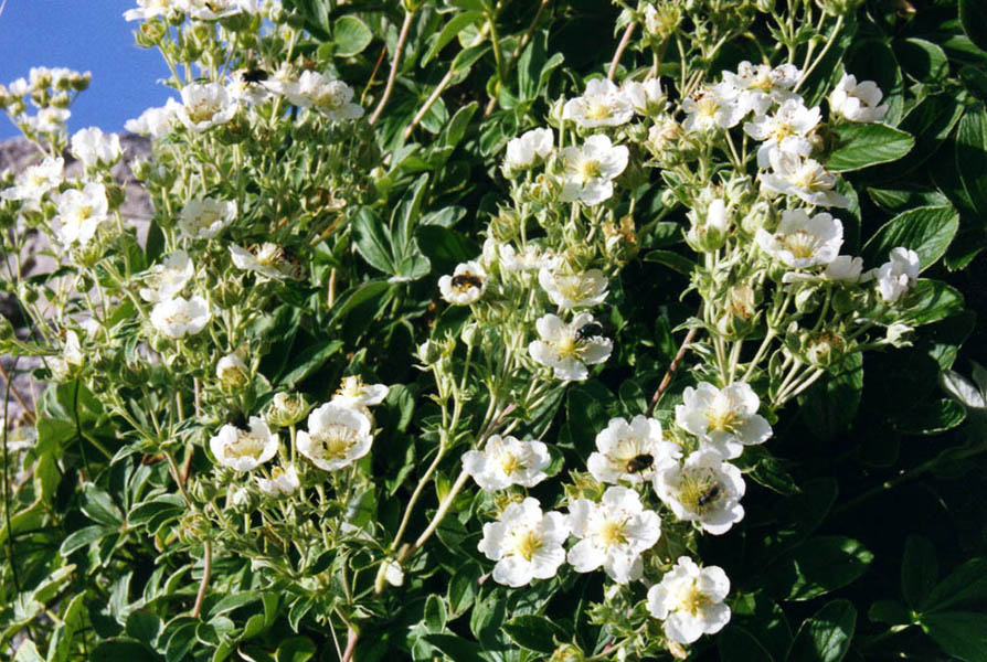 Potentilla alchimilloides photo